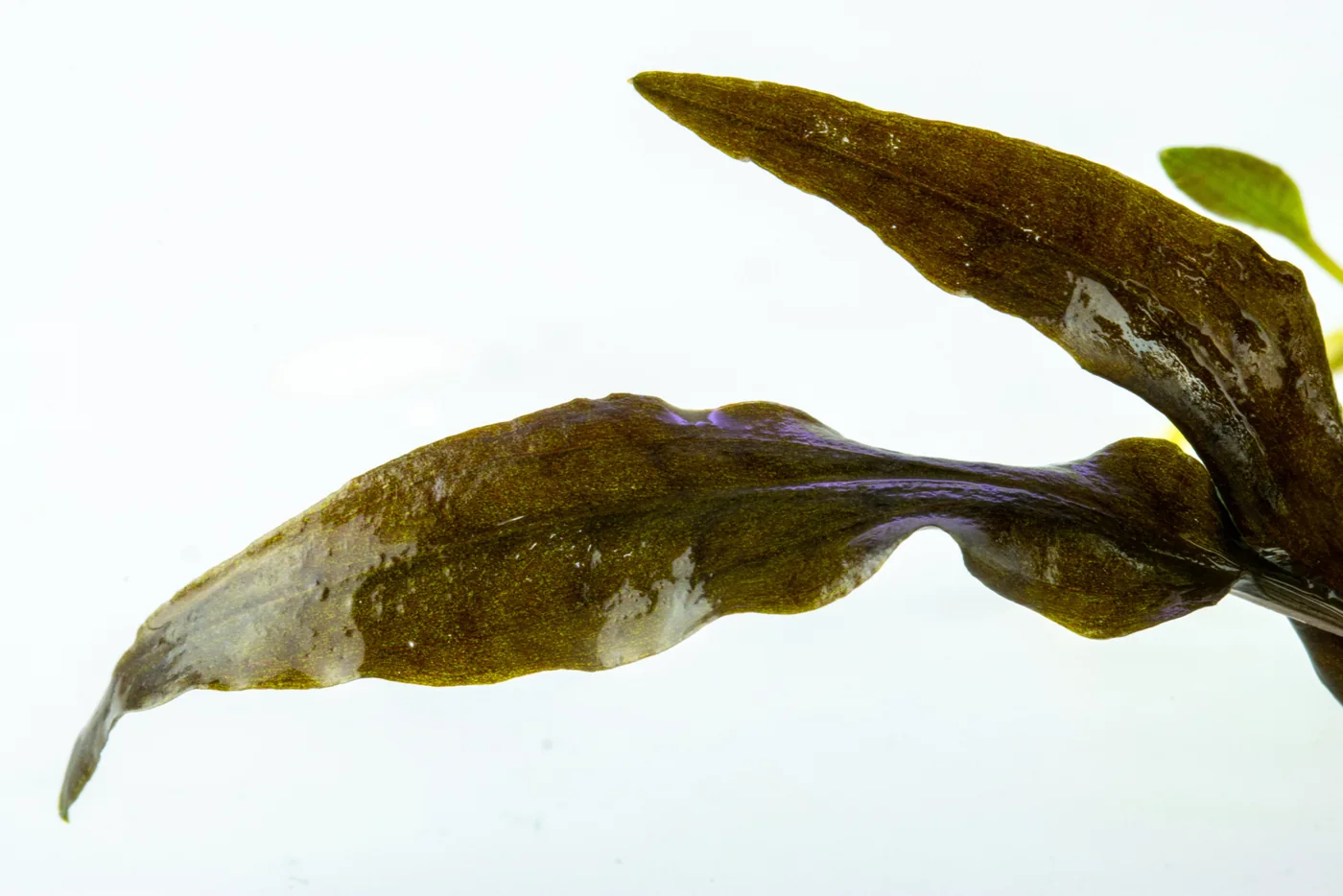 温蒂椒草 ‘Mi Oya’水草Cryptocoryne wendtii ‘Mi Oya’饲养资料，图片