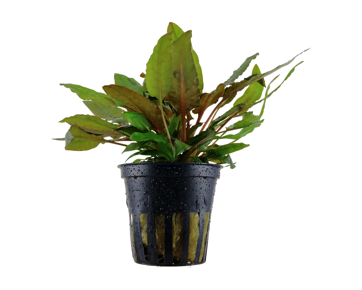 维蒂椒草『Tropica』水草Cryptocoryne wendtii ‘Tropica’饲养资料，图片