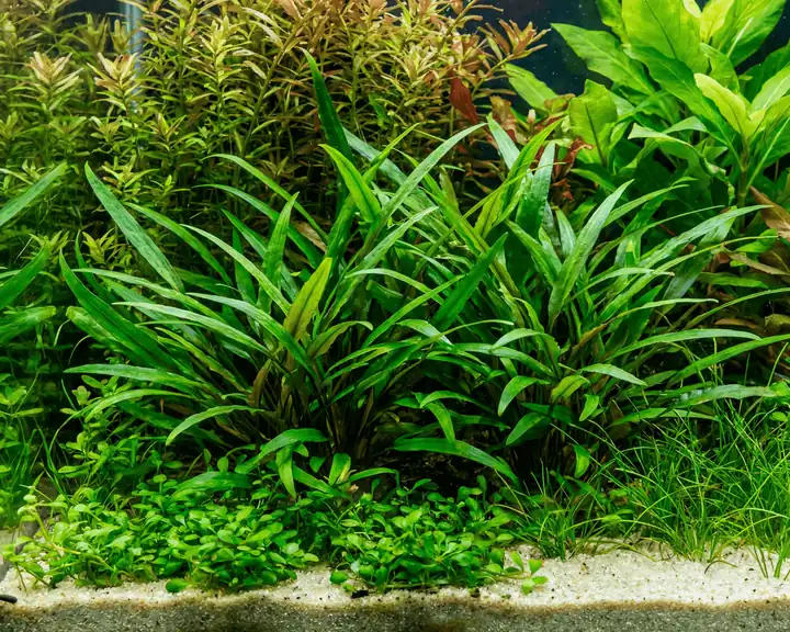 威利斯椒草水草Cryptocoryne x willisii饲养资料，图片