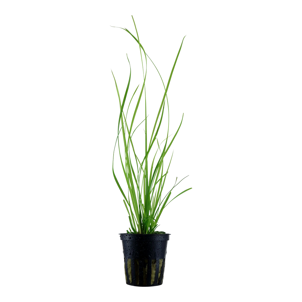 赫尔弗莎草水草Cyperus helferi饲养资料，图片