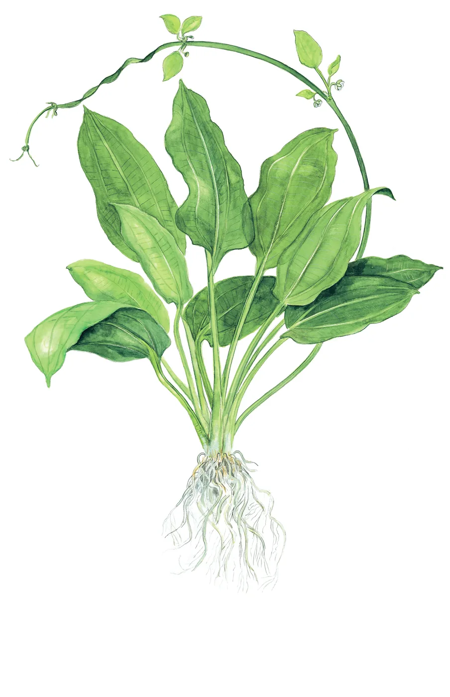 大亚马逊皇冠草「Bleherae」水草Echinodorus grisebachii ‘Bleherae’饲养资料，图片