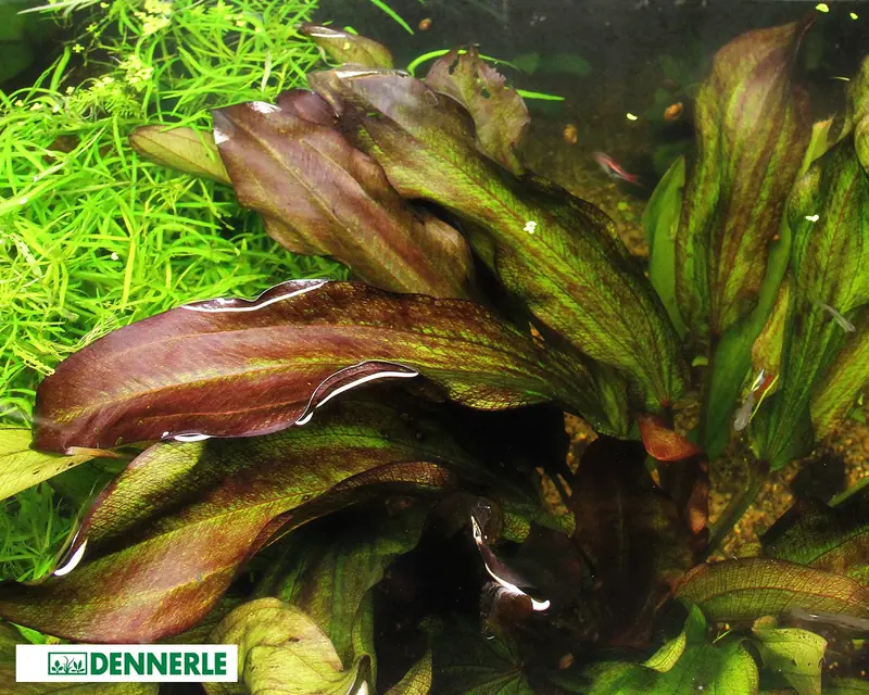 双红皇冠草水草Echinodorus x barthii饲养资料，图片