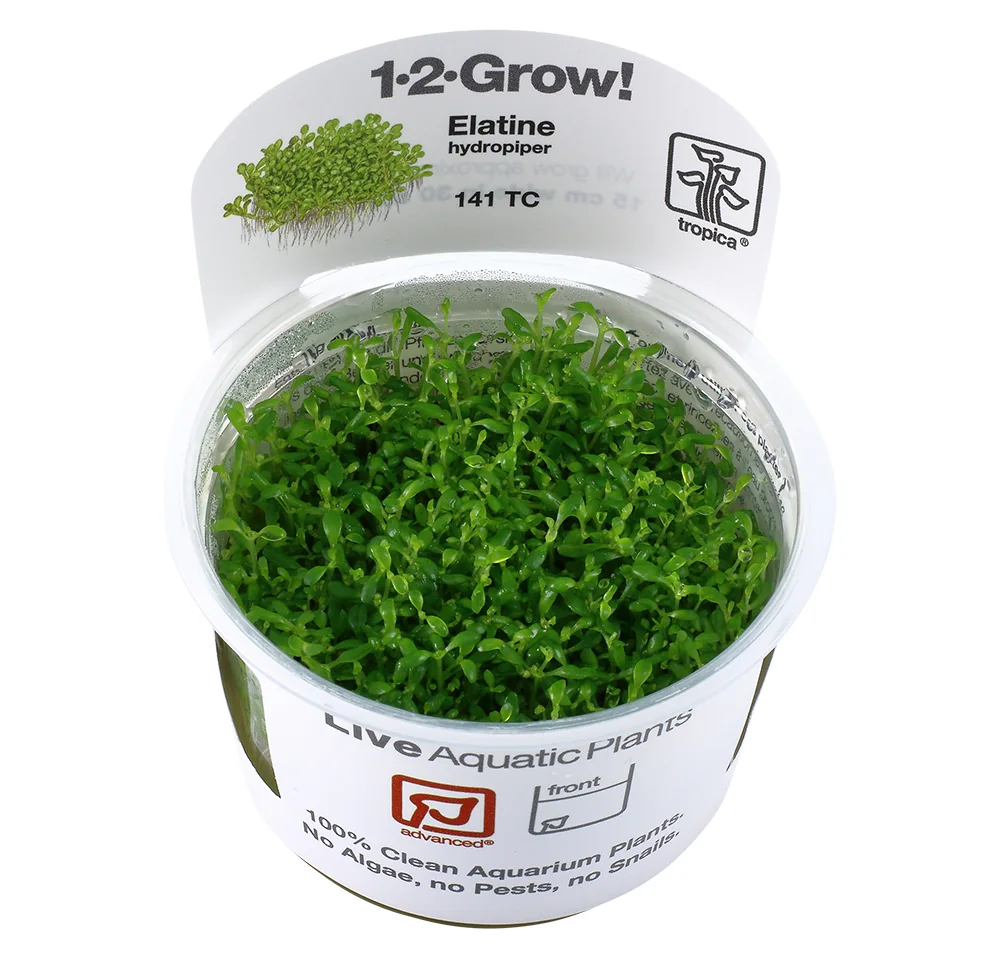 沟繁缕水胡椒水草Elatine hydropiper饲养资料，图片