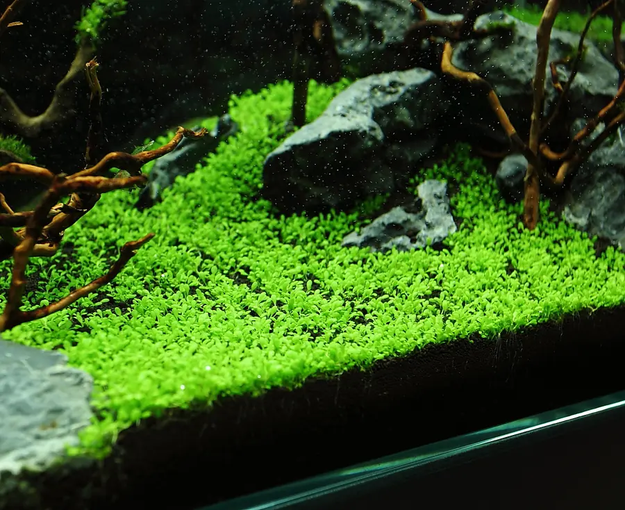 沟繁缕水胡椒