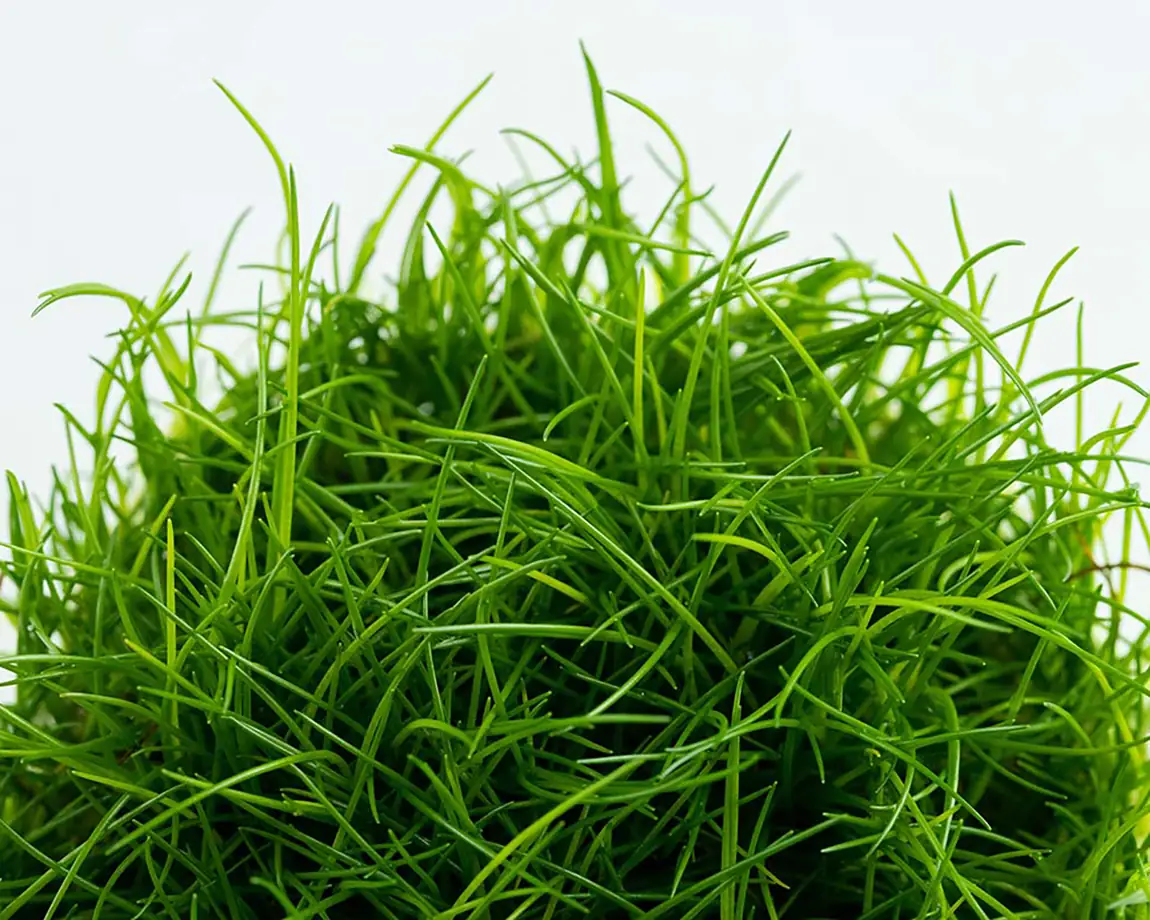 牛毛毡水草Eleocharis acicularis饲养资料，图片