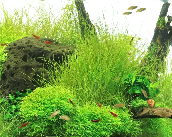 迷你牛毛毡水草Eleocharis acicularis ‘Mini’饲养资料，图片