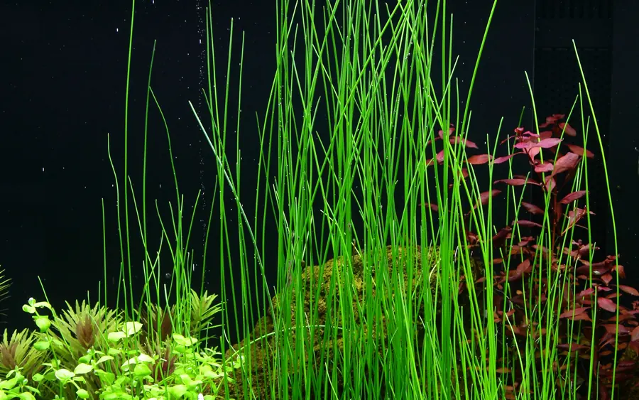 大牛毛毡水草Eleocharis montevidensis饲养资料，图片