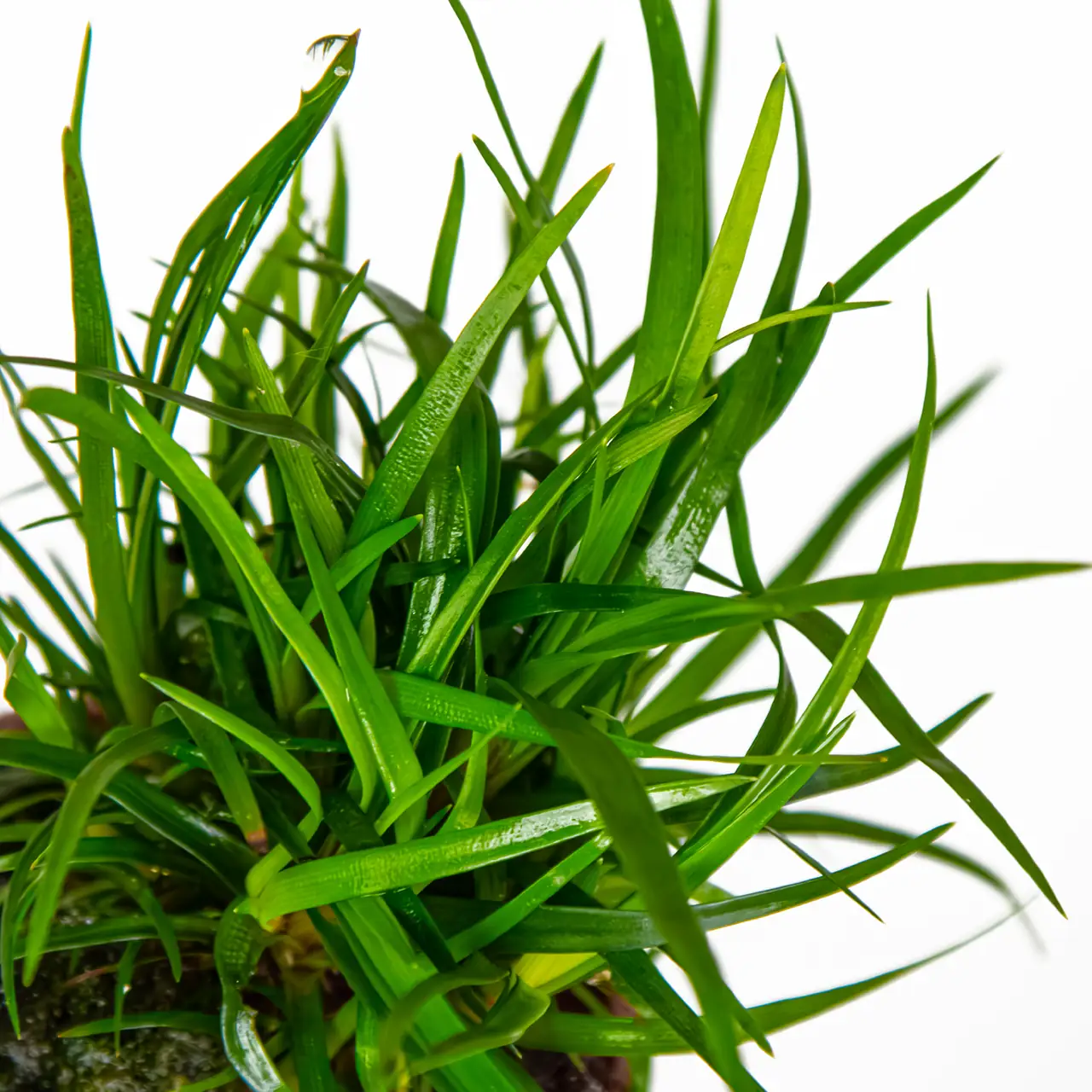 越南谷精草水草Eriocaulon sp. ‘Vietnam’饲养资料，图片