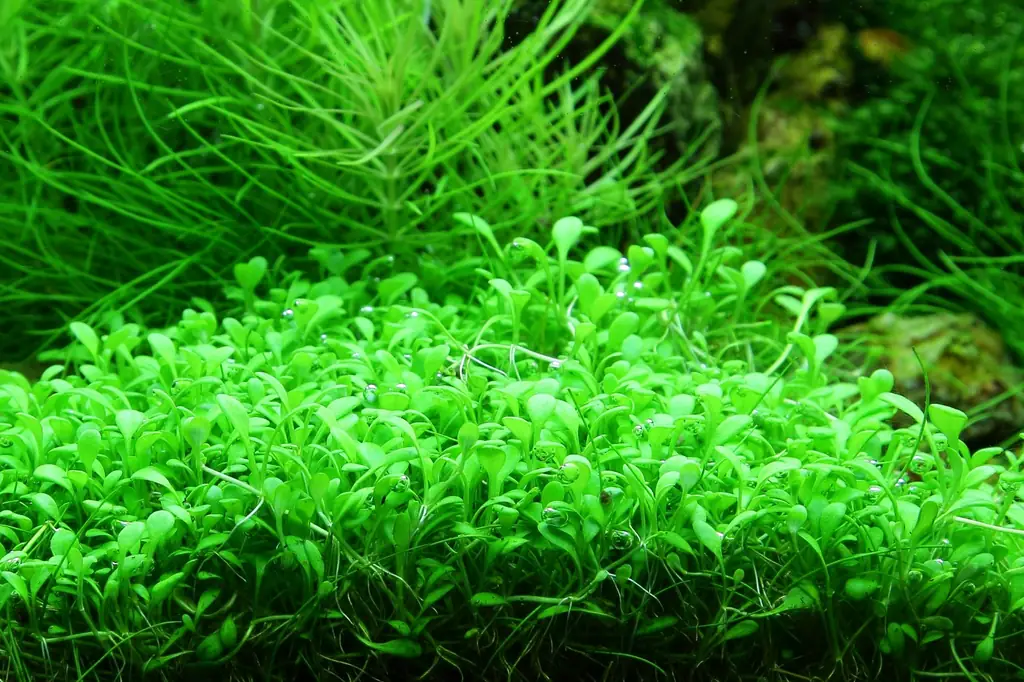 爬地矮珍珠水草Glossostigma elatinoides饲养资料，图片
