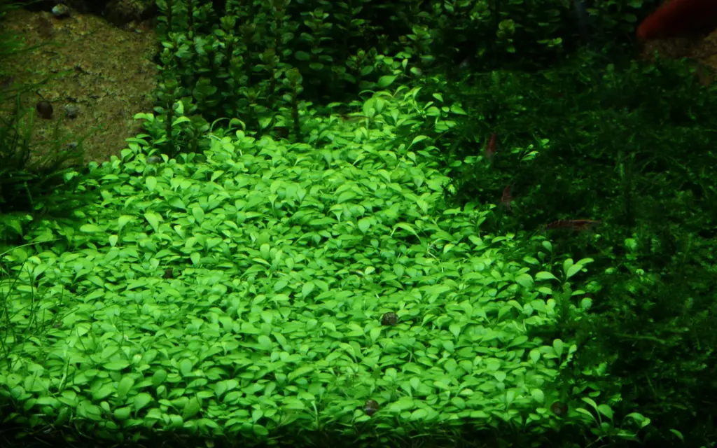爬地矮珍珠