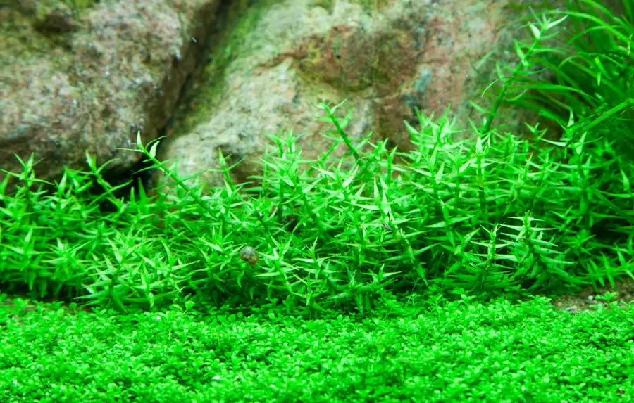 粘腺水八角水草Gratiola viscidula饲养资料，图片