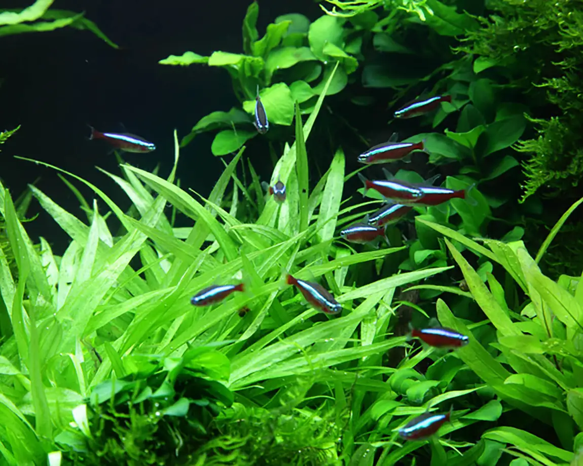 四脉草水草Helanthium bolivianum ‘Quadricostatus’饲养资料，图片