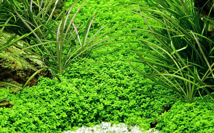 迷你矮珍珠水草Hemianthus callitrichoides饲养资料，图片