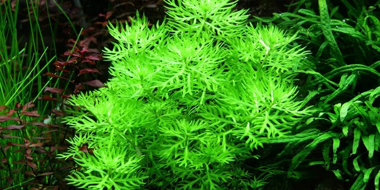 水紫罗兰水草Hottonia palustris饲养资料，图片