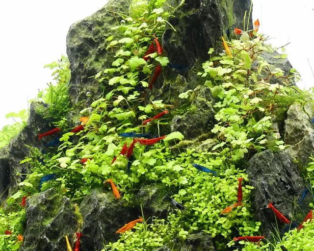 三裂天胡荽水草Hydrocotyle tripartita饲养资料，图片