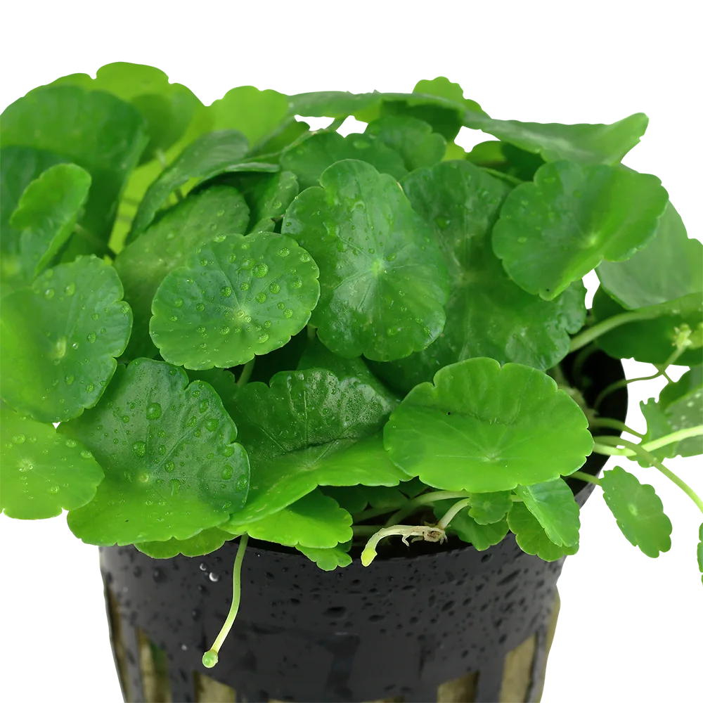 轮叶天胡荽水草Hydrocotyle verticillata饲养资料，图片