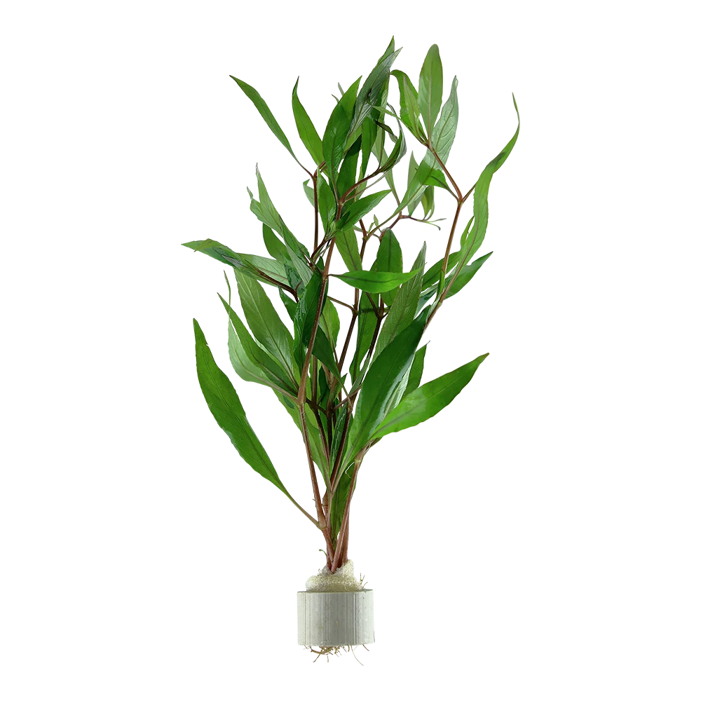 大柳水蓑衣水草Hygrophila corymbosa饲养资料，图片