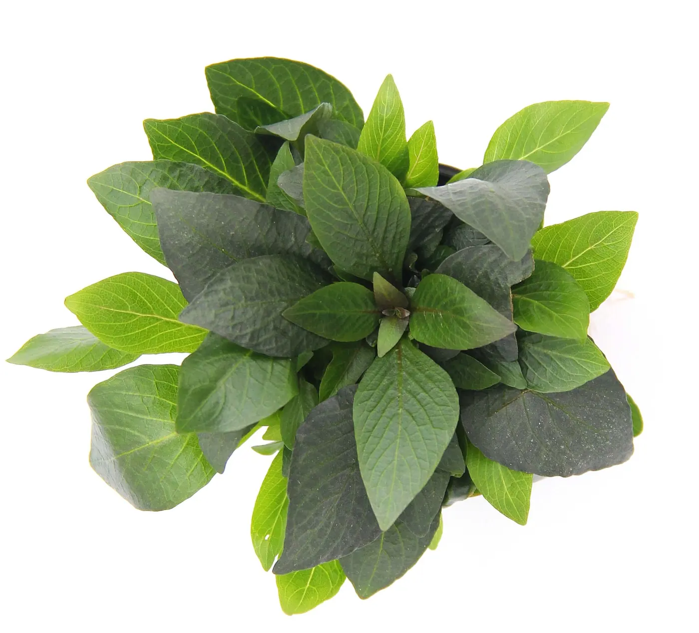 紧凑大柳水草Hygrophila corymbosa ‘Compact’饲养资料，图片