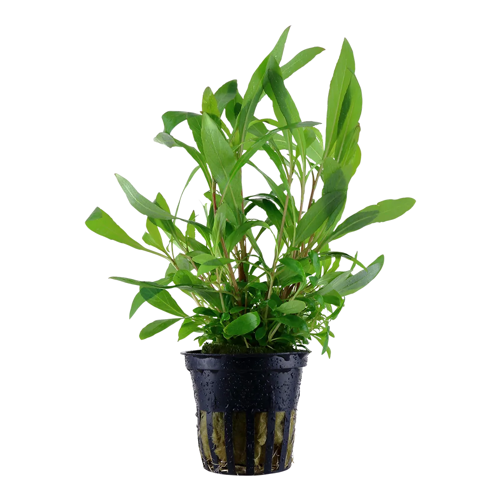 水蓑衣『Siamensis』水草Hygrophila corymbosa ‘Siamensis’饲养资料，图片