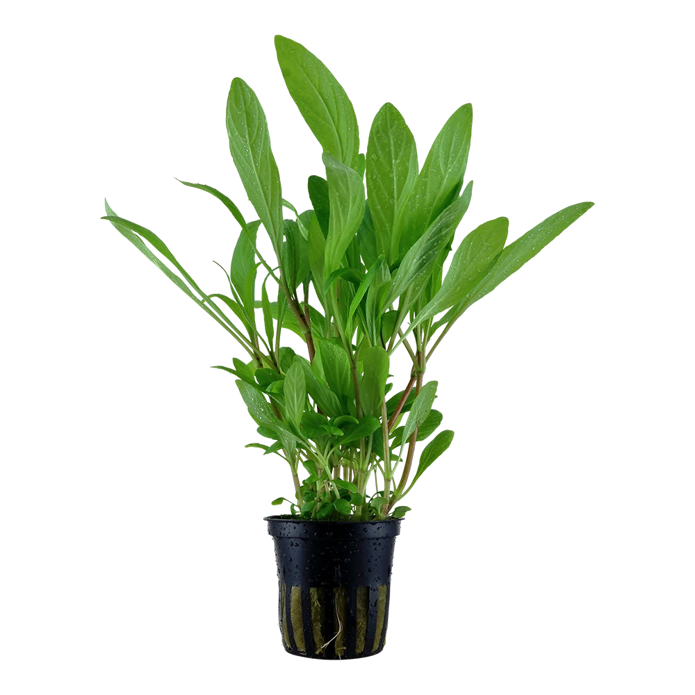 肋叶水蓑衣水草Hygrophila costata饲养资料，图片