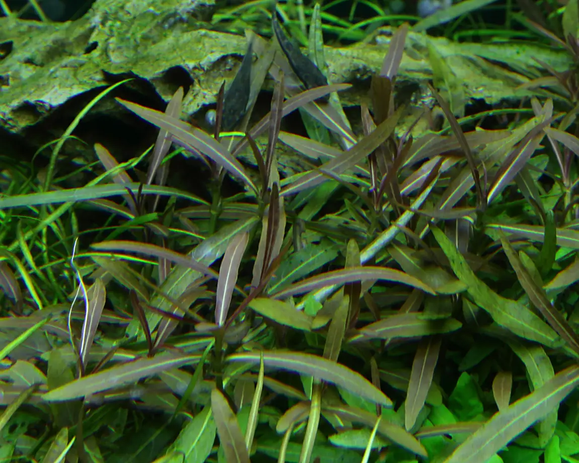 柳叶水蓑衣阿拉瓜亚水草Hygrophila lancea ‘Araguaia’饲养资料，图片