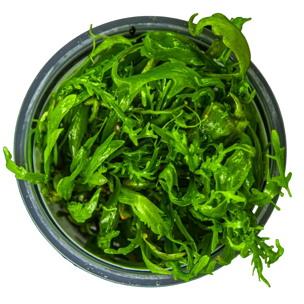 水蓑衣 ‘Difformis’水草Hygrophila odora ’Difformis’饲养资料，图片