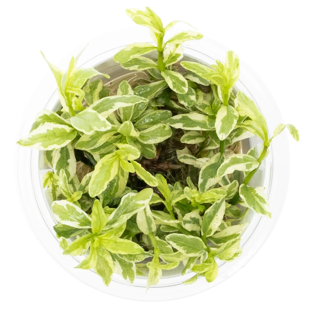 多子水蓑衣水草Hygrophila polysperma饲养资料，图片
