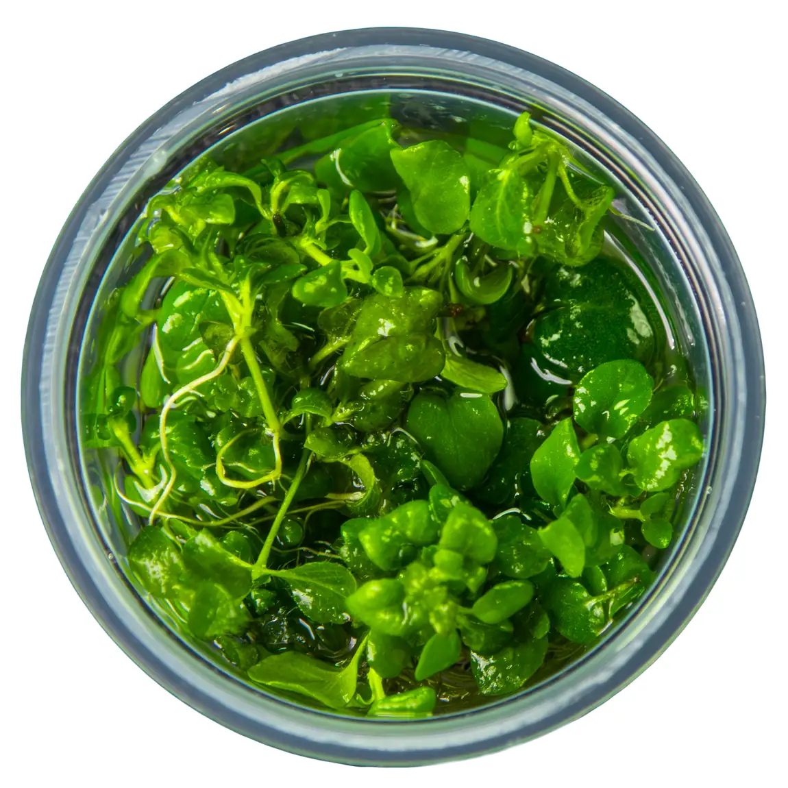 匍匐水蓑衣水草Hygrophila serpyllum饲养资料，图片