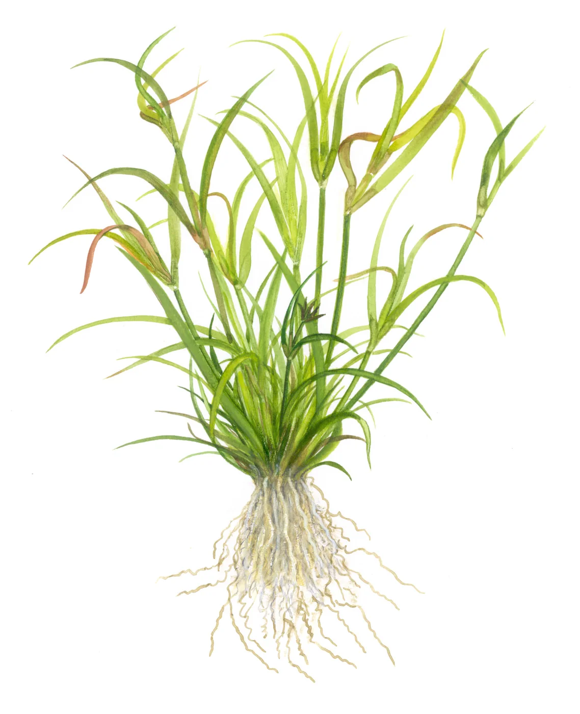匍匐灯芯草水草Juncus repens饲养资料，图片