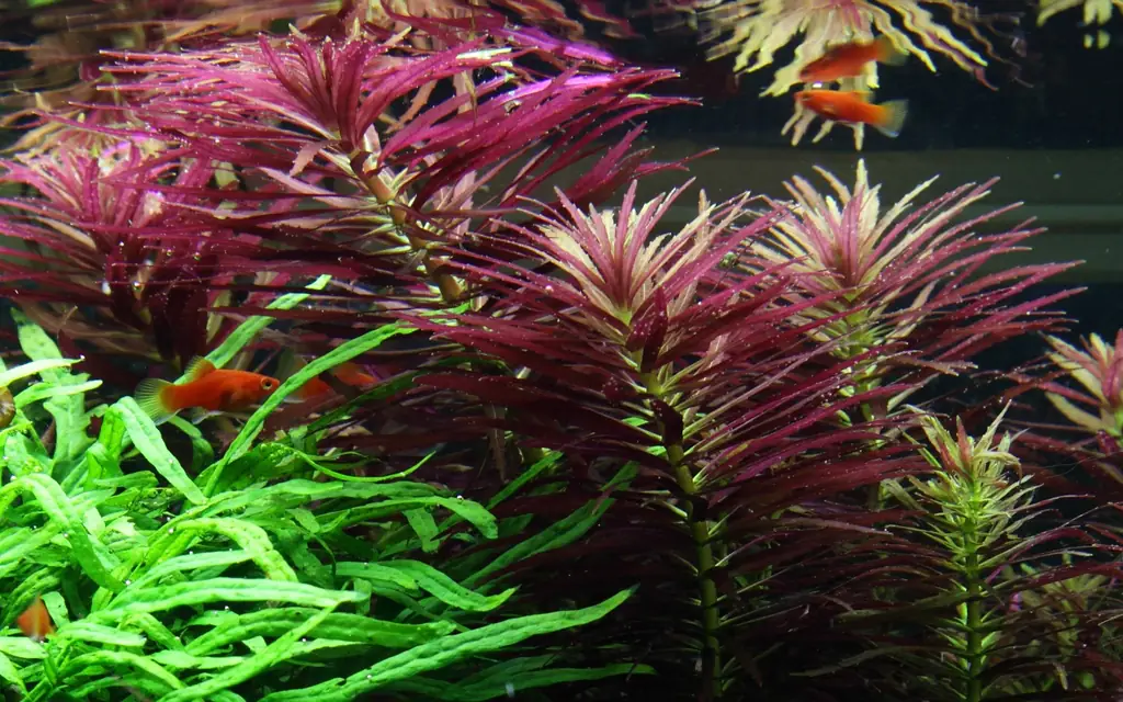杉叶石龙尾水草Limnophila hippuridoides饲养资料，图片
