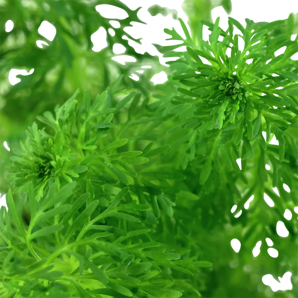 无柄石龙尾水草Limnophila sessiliflora饲养资料，图片