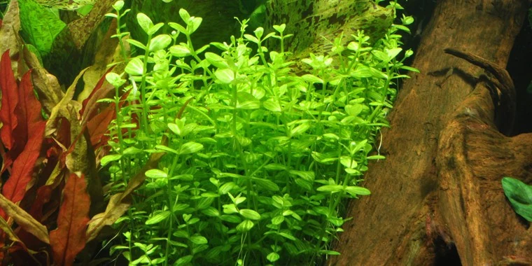圆叶母草水草Lindernia rotundifolia饲养资料，图片