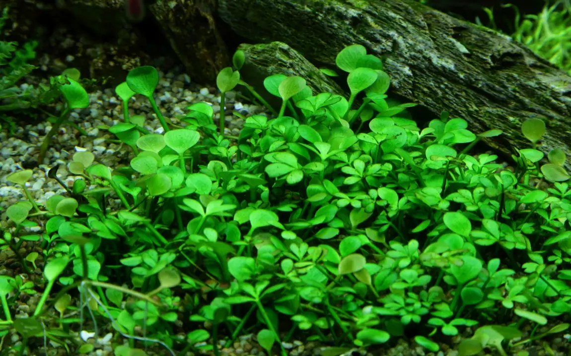 田字草水草Marsilea hirsuta饲养资料，图片