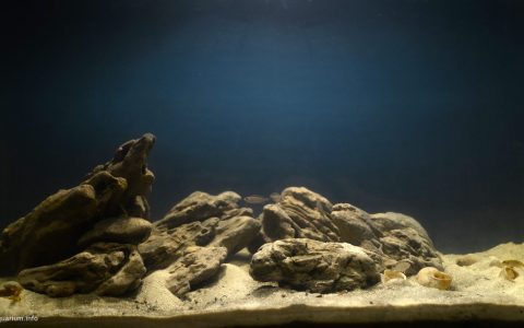赞比亚 坦噶尼喀湖 恩多拉湾沙洲 原生缸造景 18年第101名