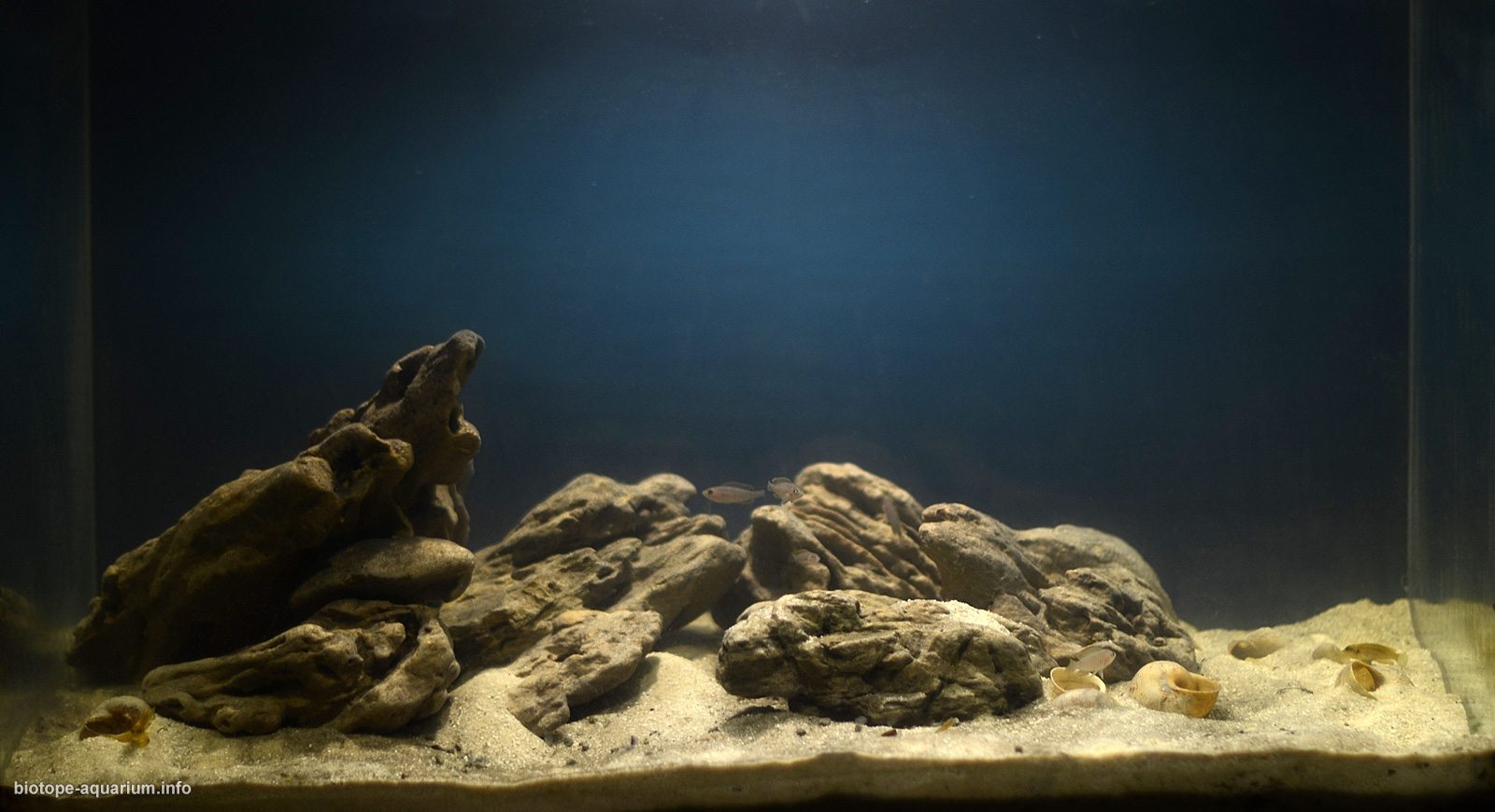赞比亚 坦噶尼喀湖 恩多拉湾沙洲 原生缸造景 18年第101名