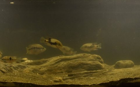 危地马拉伊萨瓦尔省波洛奇克河支流雨林湿地 原生缸造景 18年第102名