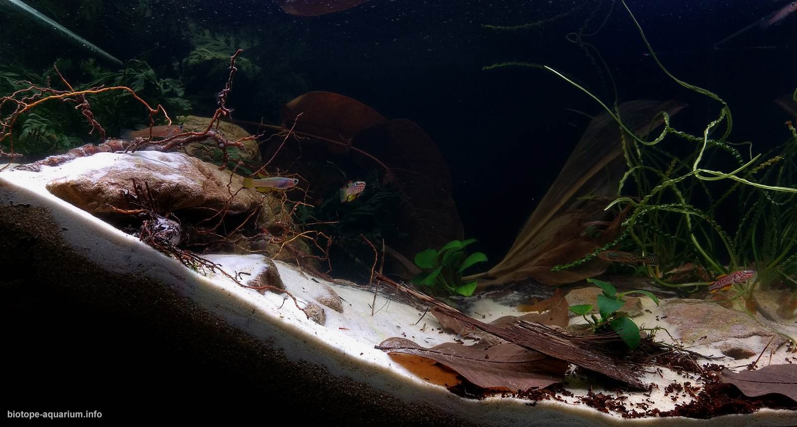 喀麦隆 尼日利亚 克罗斯河 鳉鱼小溪 原生缸造景 18年第102名