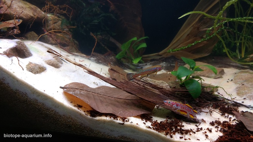 喀麦隆 尼日利亚 克罗斯河 鳉鱼小溪 原生缸造景 18年第102名