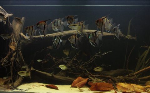 委内瑞拉 奥里诺科河河口 原生缸造景 18年第102名