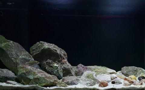 赞比亚坦噶尼喀湖恩坎巴湾北侧奇桑塞滩 原生缸造景 18年第105名
