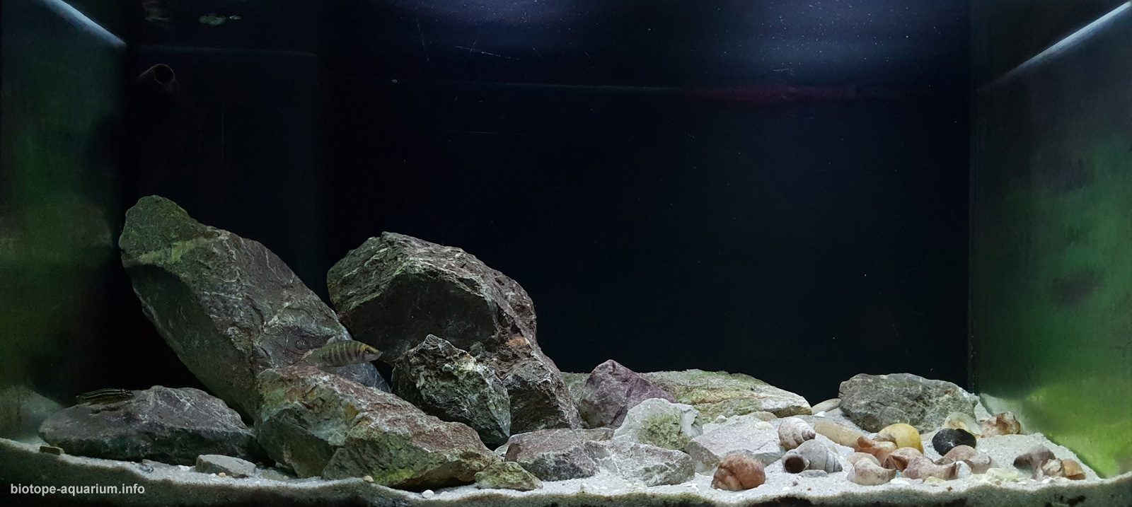 赞比亚坦噶尼喀湖恩坎巴湾北侧奇桑塞滩 原生缸造景 18年第105名