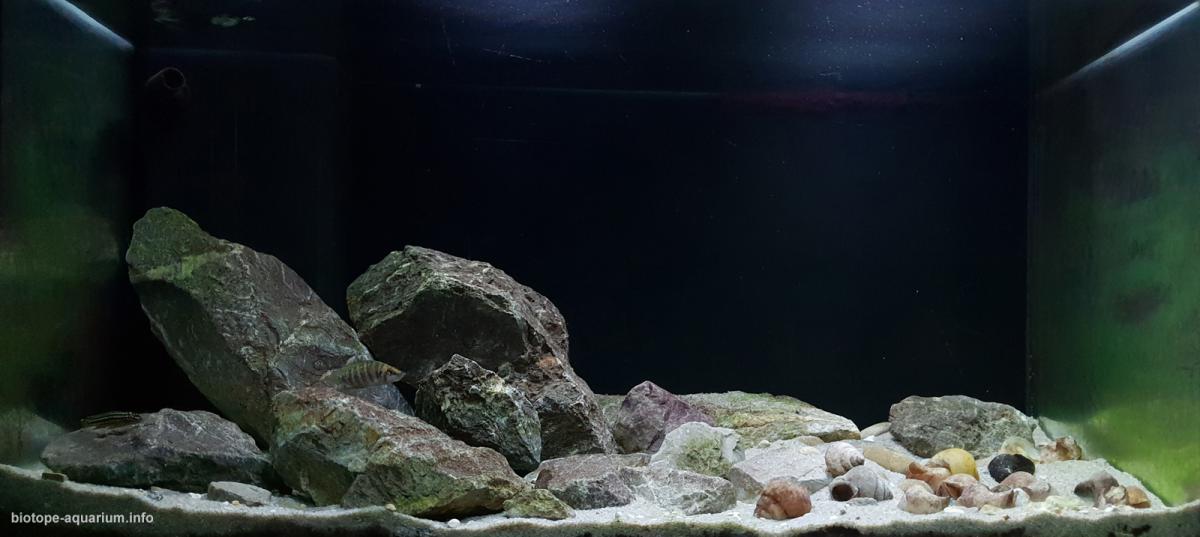 赞比亚坦噶尼喀湖恩坎巴湾北侧奇桑塞滩 原生缸造景 18年第105名
