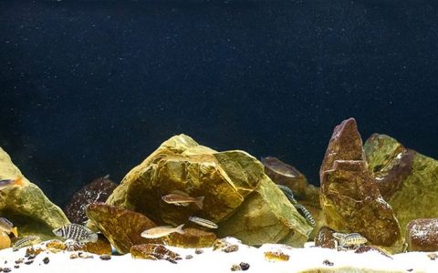 刚果（金）坦噶尼喀湖莫利罗至孔贝段岩岸 原生缸造景 18年第106名