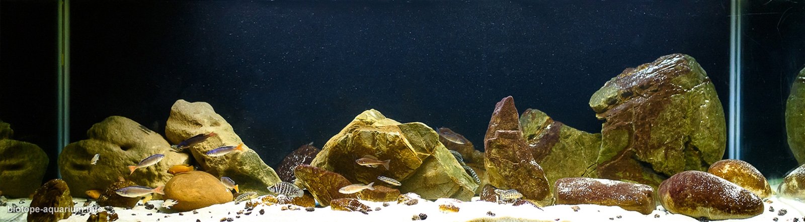 刚果（金）坦噶尼喀湖莫利罗至孔贝段岩岸 原生缸造景 18年第106名