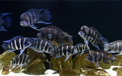 坦桑尼亚 坦噶尼喀湖 姆平布韦角 科勒韦角 六间礁 原生缸造景 18年第112名