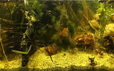 塞尔维亚 贝尔格莱德 约伊基奇多瑙汊 原生缸造景 18年第115名