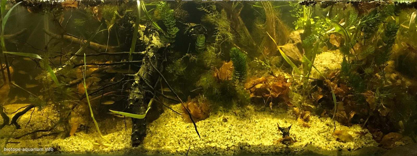 塞尔维亚 贝尔格莱德 约伊基奇多瑙汊 原生缸造景 18年第115名