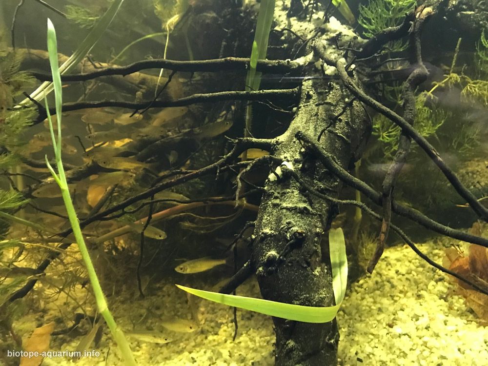 塞尔维亚 贝尔格莱德 约伊基奇多瑙汊 原生缸造景 18年第115名