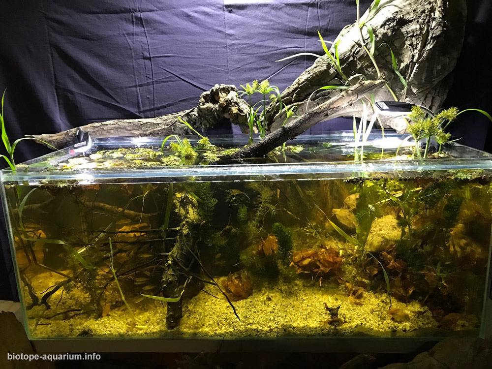 塞尔维亚 贝尔格莱德 约伊基奇多瑙汊 原生缸造景 18年第115名