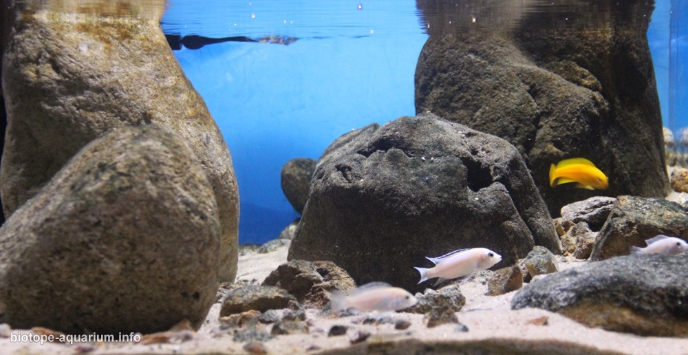 马拉维 恩卡塔湾浅水中间地带栖息地 原生缸造景 18年第116名